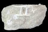 Fossil Shark Vertebra - Morocco #65209-1